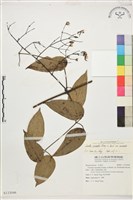 柱果鐵線蓮藏品圖，第1張