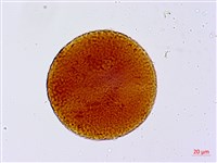 葛瑪蘭芭蕉藏品圖，第1張