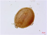 葛瑪蘭芭蕉藏品圖，第2張