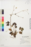 登錄號:S133059藏品圖，第1張