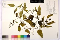 登錄號:S133060藏品圖，第1張