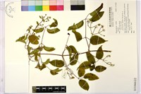 登錄號:S133060藏品圖，第2張