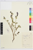 露蕊烏頭藏品圖，第1張