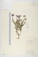 阿爾泰狗哇花藏品圖，第1張