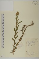 蓍草藏品圖，第1張