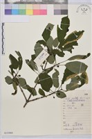 鼠李、臭李子藏品圖，第1張