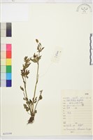 茴茴蒜藏品圖，第1張