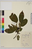 鼠李、臭李子藏品圖，第1張