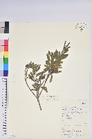 興安杜鵑，野杜鵑藏品圖，第1張