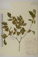 少花瘤枝衛矛藏品圖，第1張