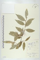 披針葉胡頹子藏品圖，第1張