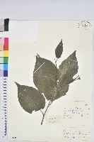 水青岡藏品圖，第1張