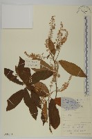 山柳藏品圖，第1張