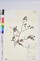 扁枝越桔藏品圖，第1張