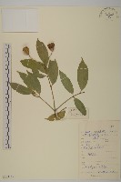 大果衛矛藏品圖，第1張