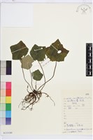 裂葉星果草藏品圖，第1張