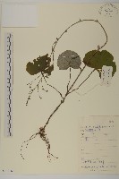 腺梗菜藏品圖，第1張