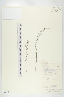 茅膏菜藏品圖，第1張