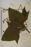 山尖子藏品圖，第1張