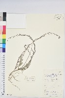 葉下珠、珠仔草藏品圖，第1張