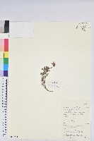 葉狀苞杜鵑藏品圖，第1張