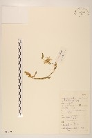 山白蓬藏品圖，第1張