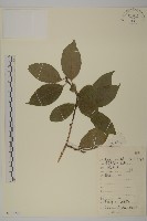 南華南蛇藤，青江藤藏品圖，第1張