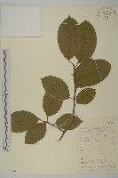 灰葉南蛇藤藏品圖，第1張