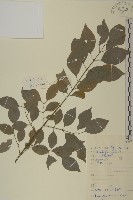 華北衛矛藏品圖，第1張