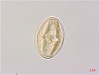 泡花樹藏品圖，第1張