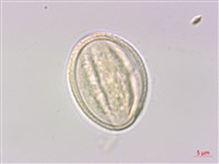 泡花樹藏品圖，第2張