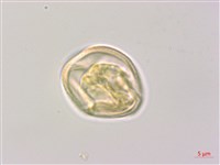 泡花樹藏品圖，第3張