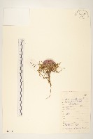 草甸雪免子藏品圖，第1張