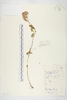 輪葉景天藏品圖，第1張