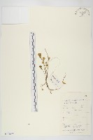 凹葉景天藏品圖，第1張