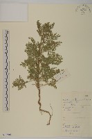 黃花蒿藏品圖，第1張