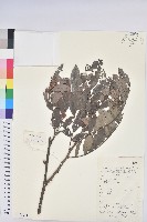 紅毛饅頭果藏品圖，第1張