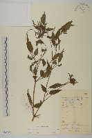 登錄號:S133280藏品圖，第1張