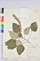 白背葉藏品圖，第1張