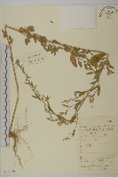 市藜藏品圖，第1張