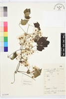 鈍齒鐵線蓮藏品圖，第1張