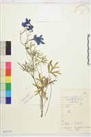 大花飛燕草藏品圖，第1張