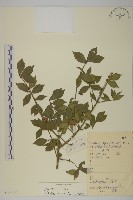 登錄號:S133319藏品圖，第1張