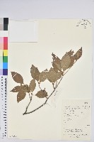 齒緣吊鐘花藏品圖，第1張