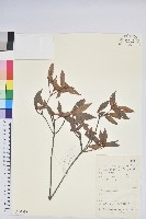 毛果杜鵑藏品圖，第1張