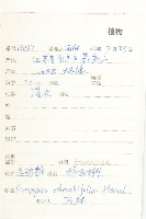 菱葉柿藏品圖，第2張