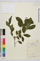 貓乳藏品圖，第1張