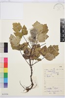 大葉鐵線蓮藏品圖，第1張