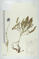 華北藍盆花藏品圖，第1張