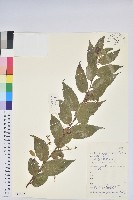 滿山香藏品圖，第1張